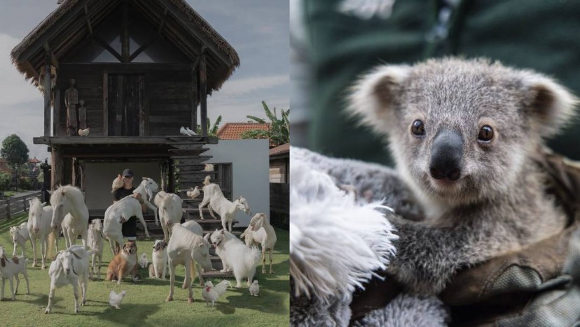Escape the human hustle: Resorts offering animal therapy to soothe your soul
